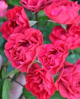 beautiful rose