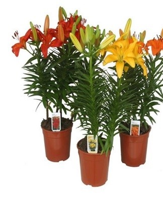 Lilies are prepared for transplanting after flowering, leaves and stems fall off.