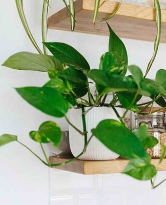 Dutch hybrid with a long curly stem and large leaves.