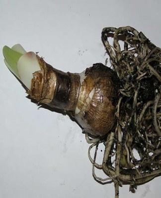 If signs are detected, it is necessary to reduce watering and quickly put the plant into dormancy.