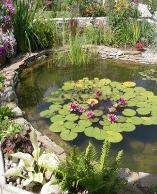 It is a compact tree with a spreading, umbrella-shaped crown.