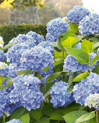 These flowers adorn the coastal area.