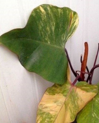 Such a nuisance is also often associated with insufficient air humidity or soil water deficit.