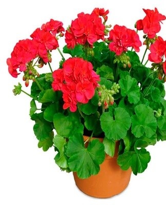 red geranium