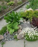 How can you make a rock garden in the country with your own hands, rules of creation and examples