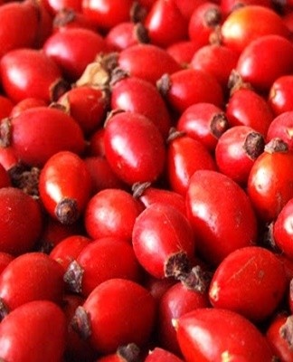 lots of rose hips