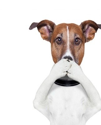 How to quickly get rid of the smell of a dog in an apartment, TOP 20 best remedies
