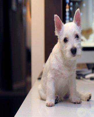 hunting scottish breed