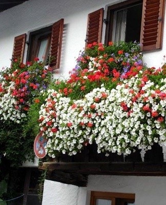 This is one of the most popular plants for arranging balconies and loggias.