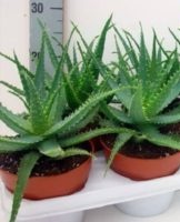 How to plant and care for aloe at home, the secrets of pot culture