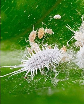 mealybugs