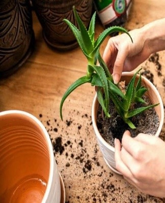 transplanting flowers