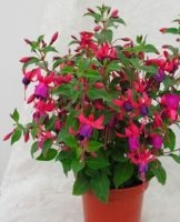 How to grow and care for potted fuchsia at home