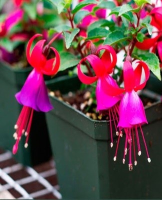 Fuchsia container