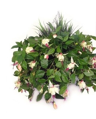 Fuchsia does not like large pots