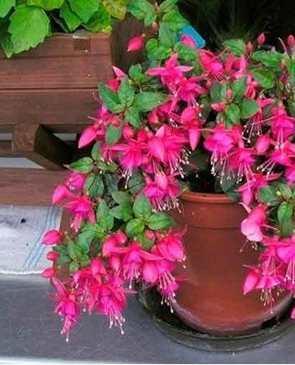 The main diseases of fuchsia are associated with the wrong choice of the irrigation system and conditions of detention.