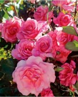 Rules for planting and caring for a climbing rose in the open field and secrets of cultivation