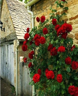 Further growth and abundance of flowering directly depend on the correct care of the culture at the beginning of life.