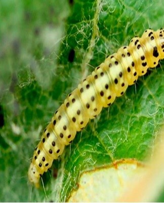 These caterpillars cause damage to buds and flowers.