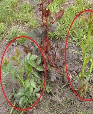 In this case, many processes appear near the roots.