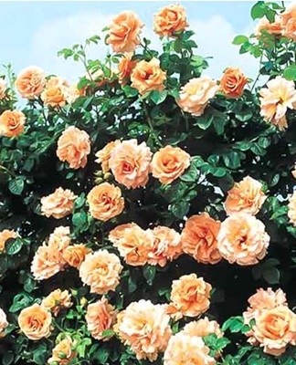 The plant has double orange buds.