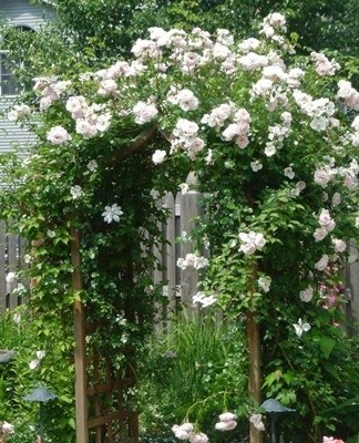 This variety is characterized by high frost resistance.