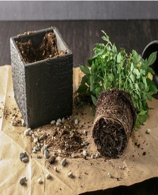 With the systematic use of dressings in the summer, the soil does not have time to run out.