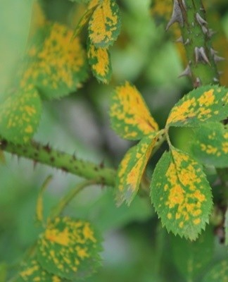 It's a fungal infection