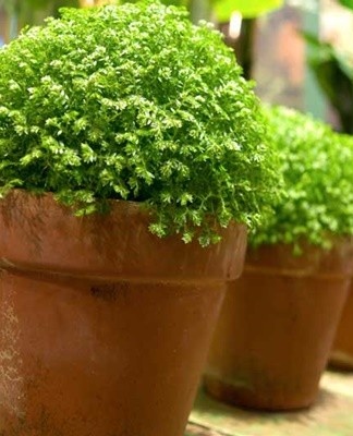 This herbaceous plant does not look like a rose.