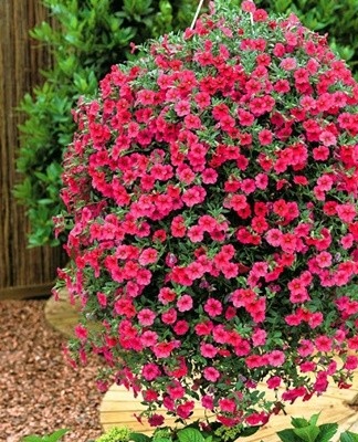 Ampelous petunia shoots are 30-120 centimeters long.