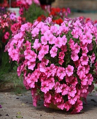 For the abundant flowering of petunias, feeding is necessary.