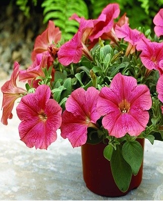 In dry weather, a spider mite can settle on a petunia.