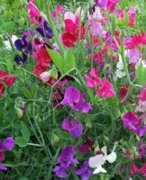 Growing from seeds of annual sweet peas, planting them and caring for them
