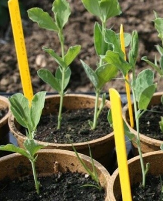 pea seedlings