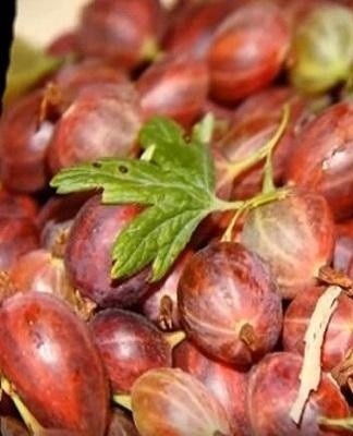 ripe gooseberries