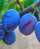 How and where is it better to store plums, rules and methods at home for the winter
