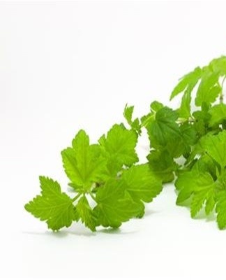 How to prepare and properly store currant leaves for tea for the winter