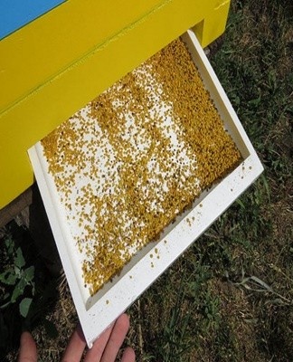 bee pollen