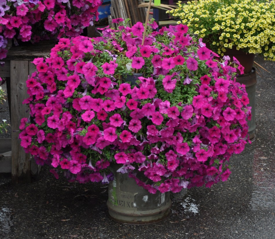 cherry petunia