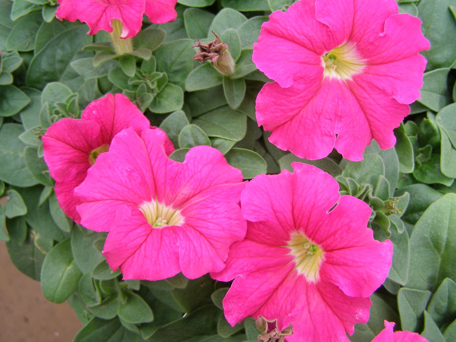 pink petunia