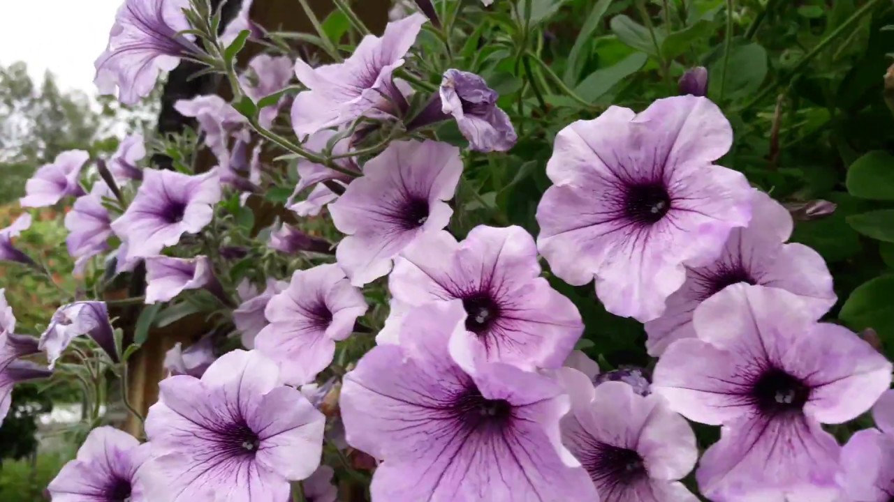typhoon petunia