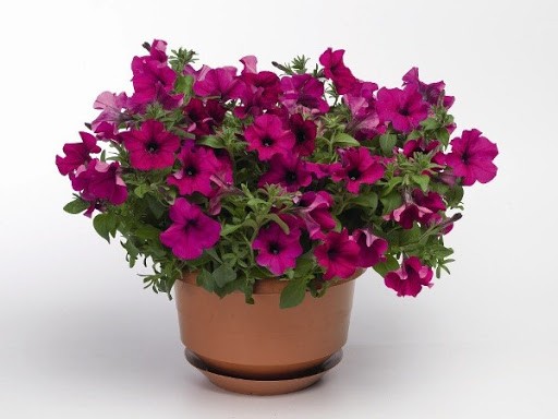Dwarf Petunias