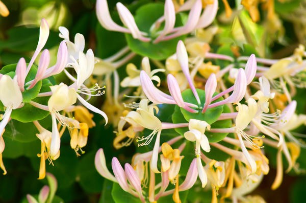 Decorative Alpine Honeysuckle