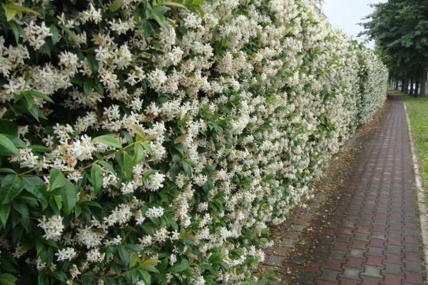 ornamental maak honeysuckle