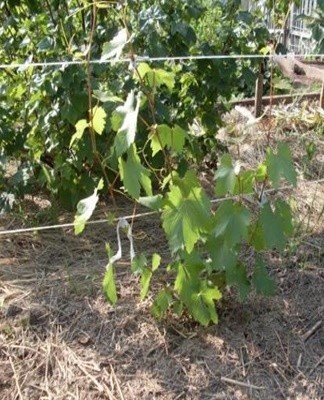 Spring and autumn are favorable for planting grapes.