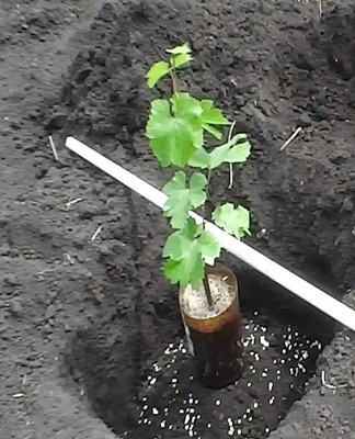 Experienced gardeners recommend laying a layer of organic mulch around the seedling and installing a support.