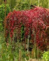 Varieties of female grapes, planted and cared for in the open field