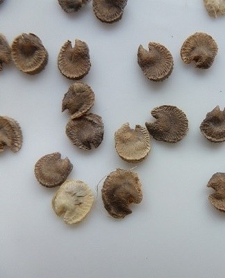 rose seeds