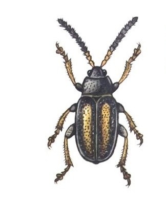 The most common cruciferous fleas.