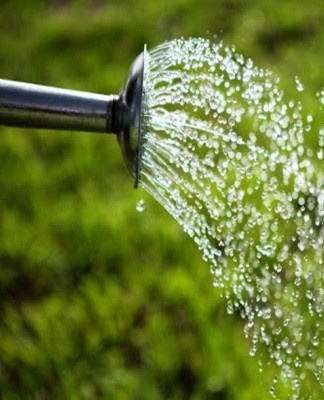 watering flowers